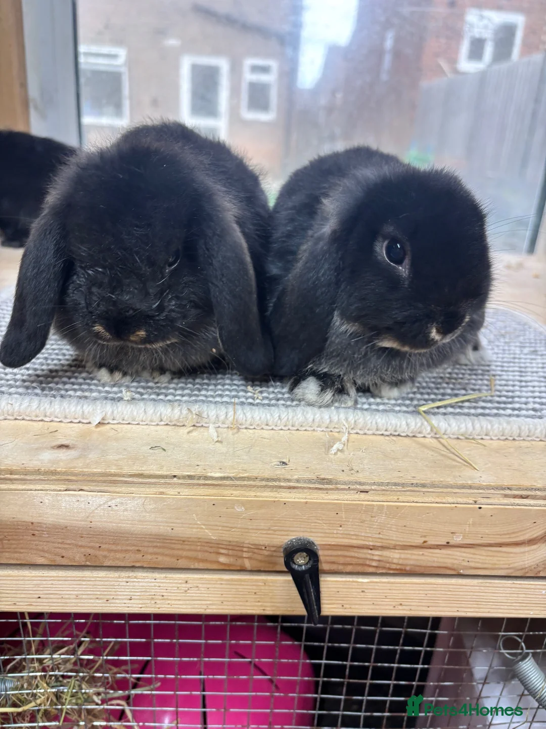 Mini Lop rabbits for sale: BRC rung and vaccinated Baby rabbits  - Advert 1