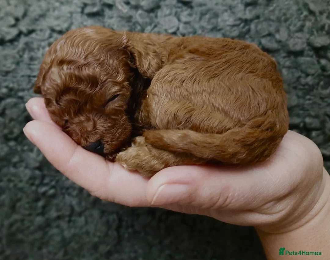 Miniature Poodle dogs for stud: TRUE to type TEDDYCUP poodle for STUD!  in Camberley - Advert 4