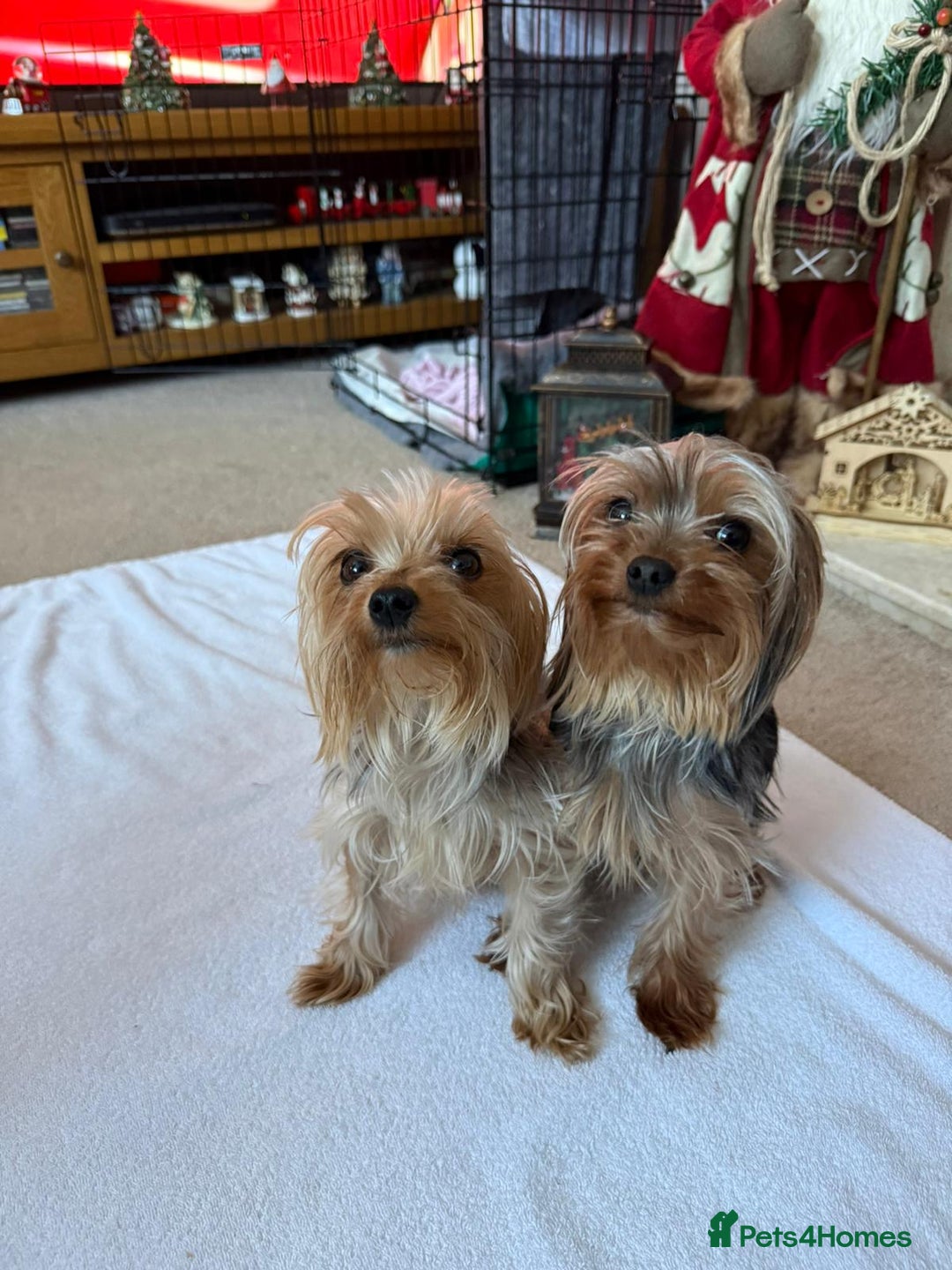 Yorkshire Terrier dogs for sale: Tiny Yorkshire Terriers - Advert 2