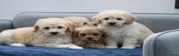 Cavapoochon dogs for sale: Cavapochon puppies for sale - Advert 20