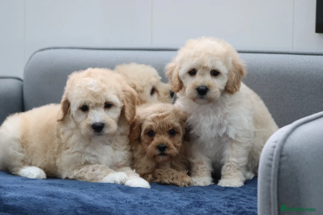 Cavapoochon dogs for sale: Cavapochon puppies for sale - Advert 20