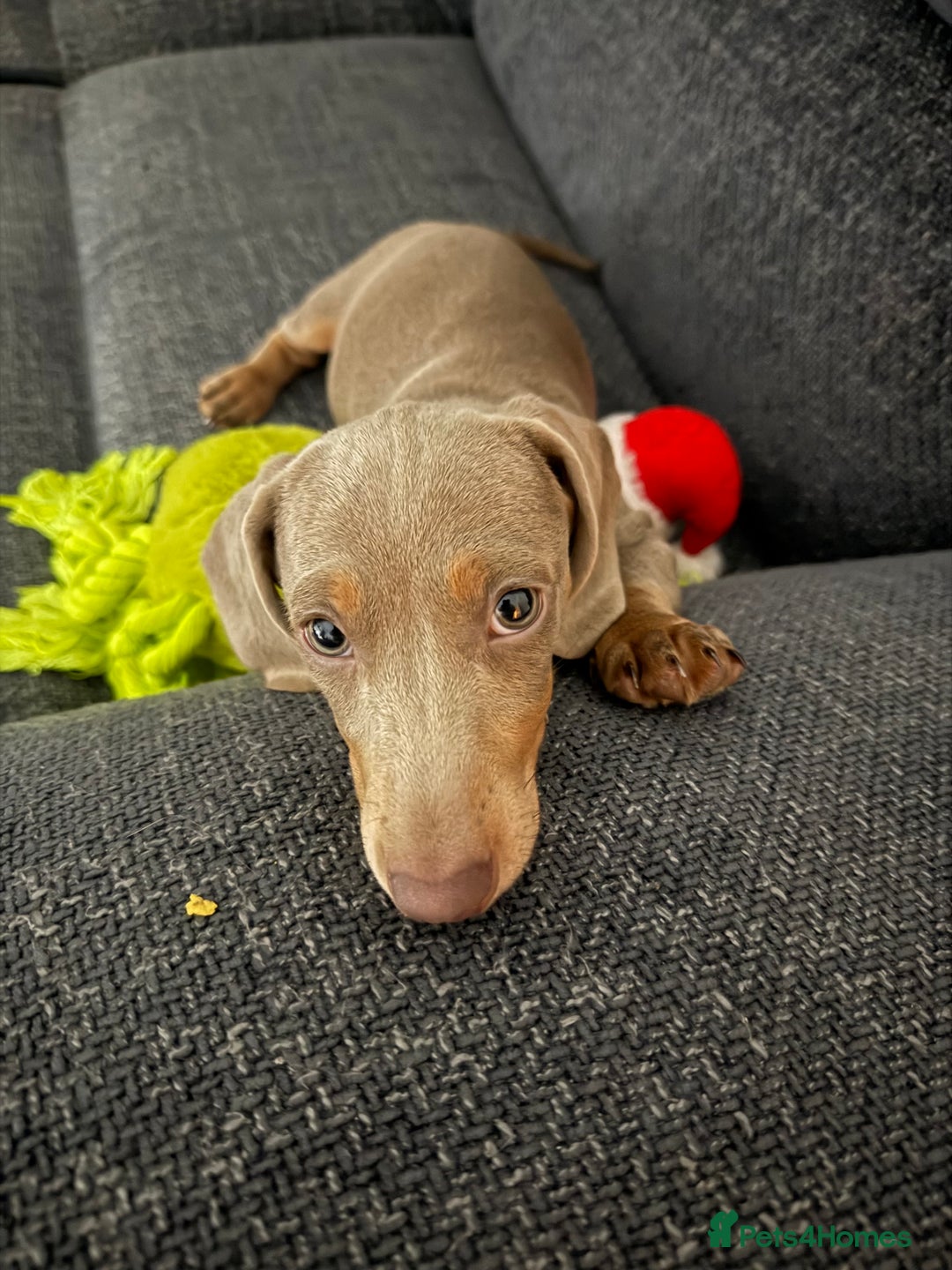 Miniature Dachshund dogs for sale: Male Miniature Dachshund  - Advert 4