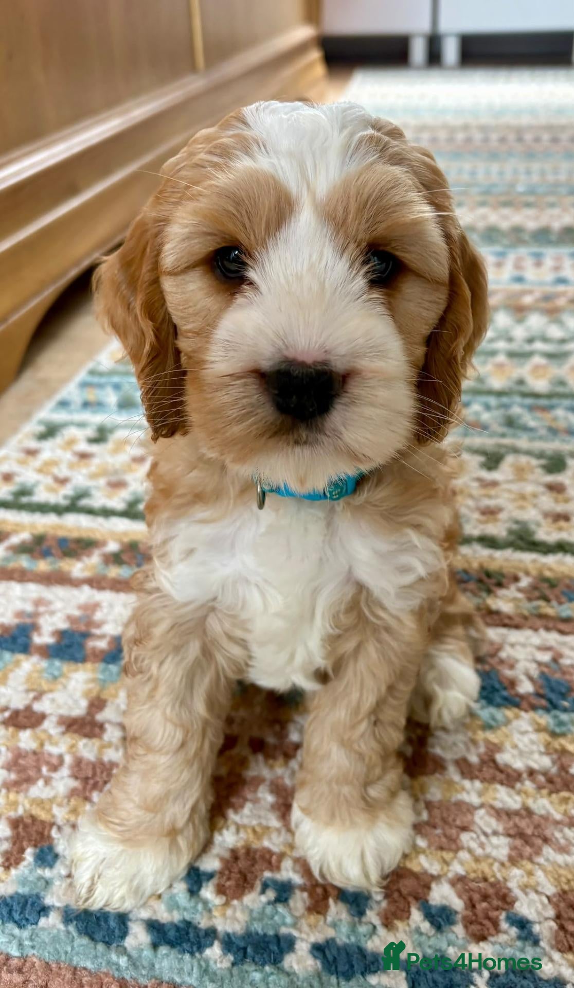 Mixed Breed dogs Gorgeous Doodle puppies  - Advert 3