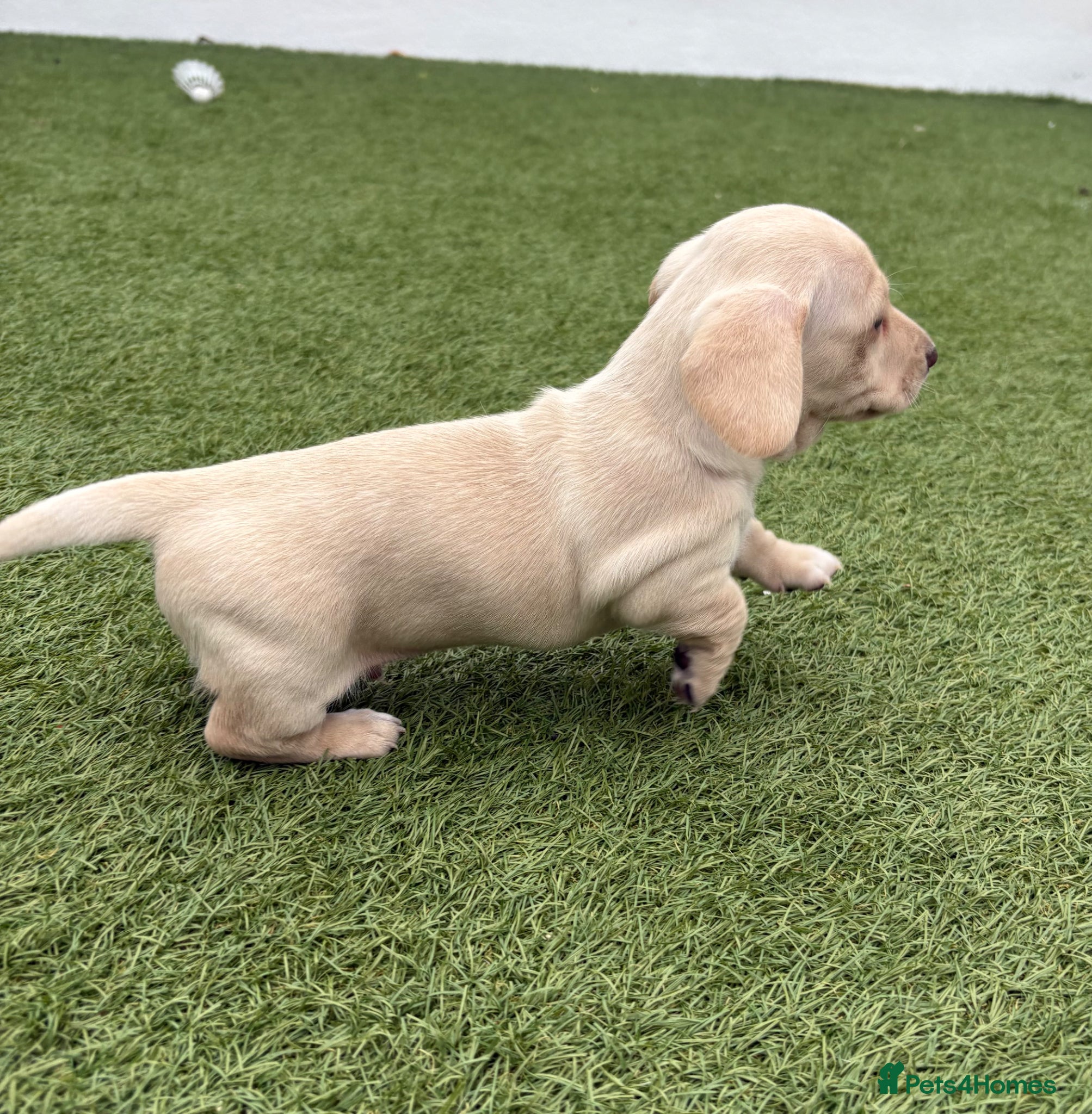 Miniature Dachshund dogs Stunning cream mini dachshunds  - Advert 2