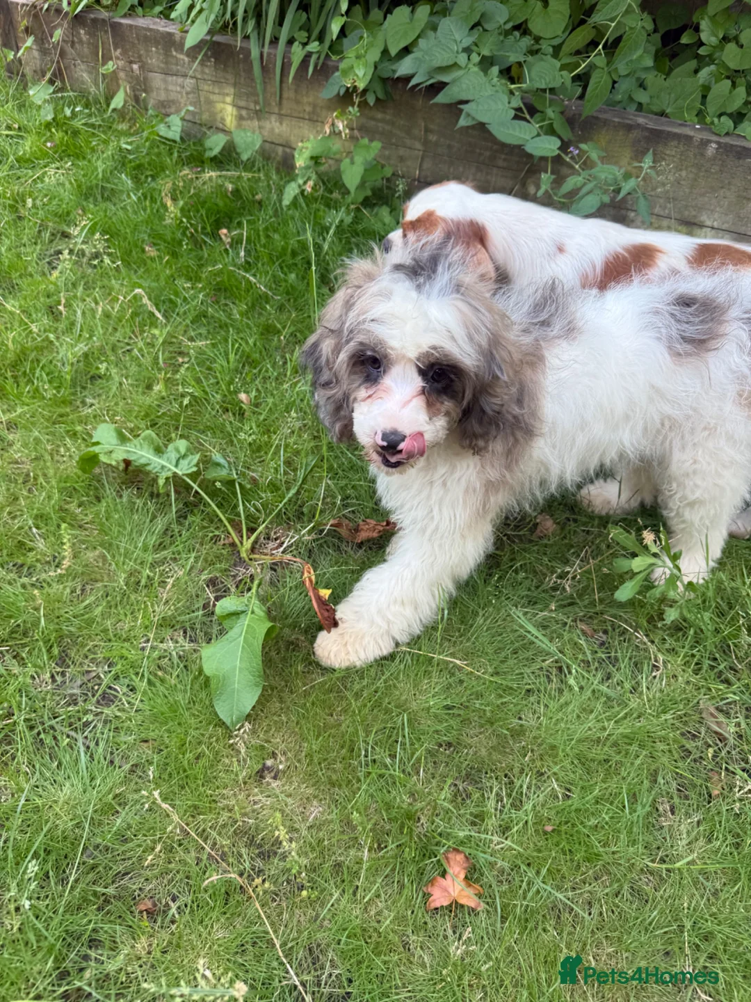 Cavapoo dogs for sale: 4 adorable cavapoo puppies - Advert 23