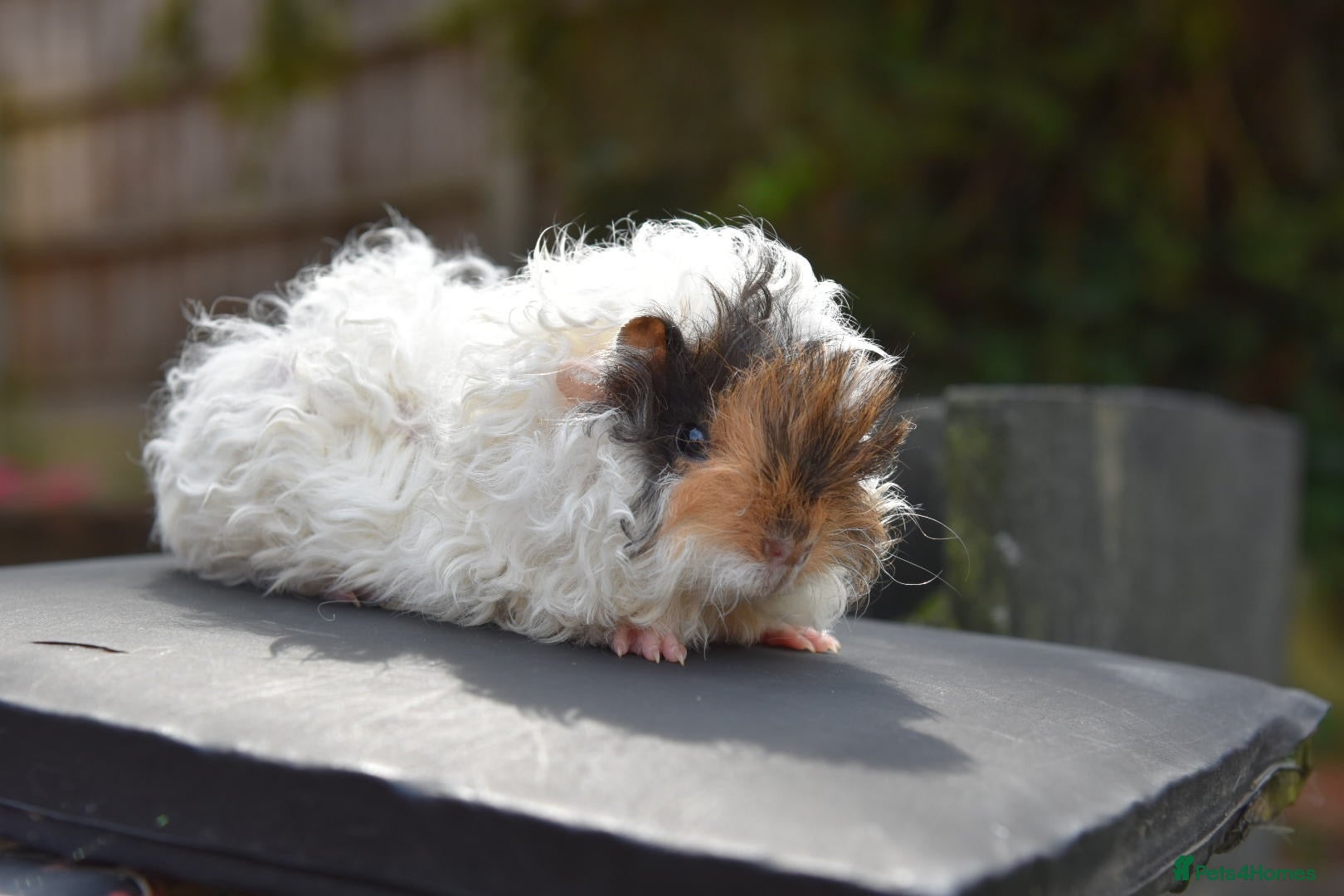 Guinea Pig rodents ⭐️ Baby Guinea Pigs Looking For New Homes⭐️ - Advert 2