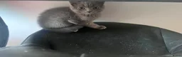 British Shorthair cats for sale: Beautiful British Blue boys ready to go  - Advert 2