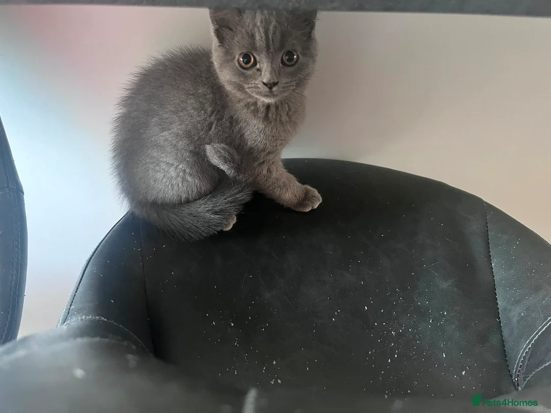 British Shorthair cats for sale: Beautiful British Blue boys ready to go  - Advert 2