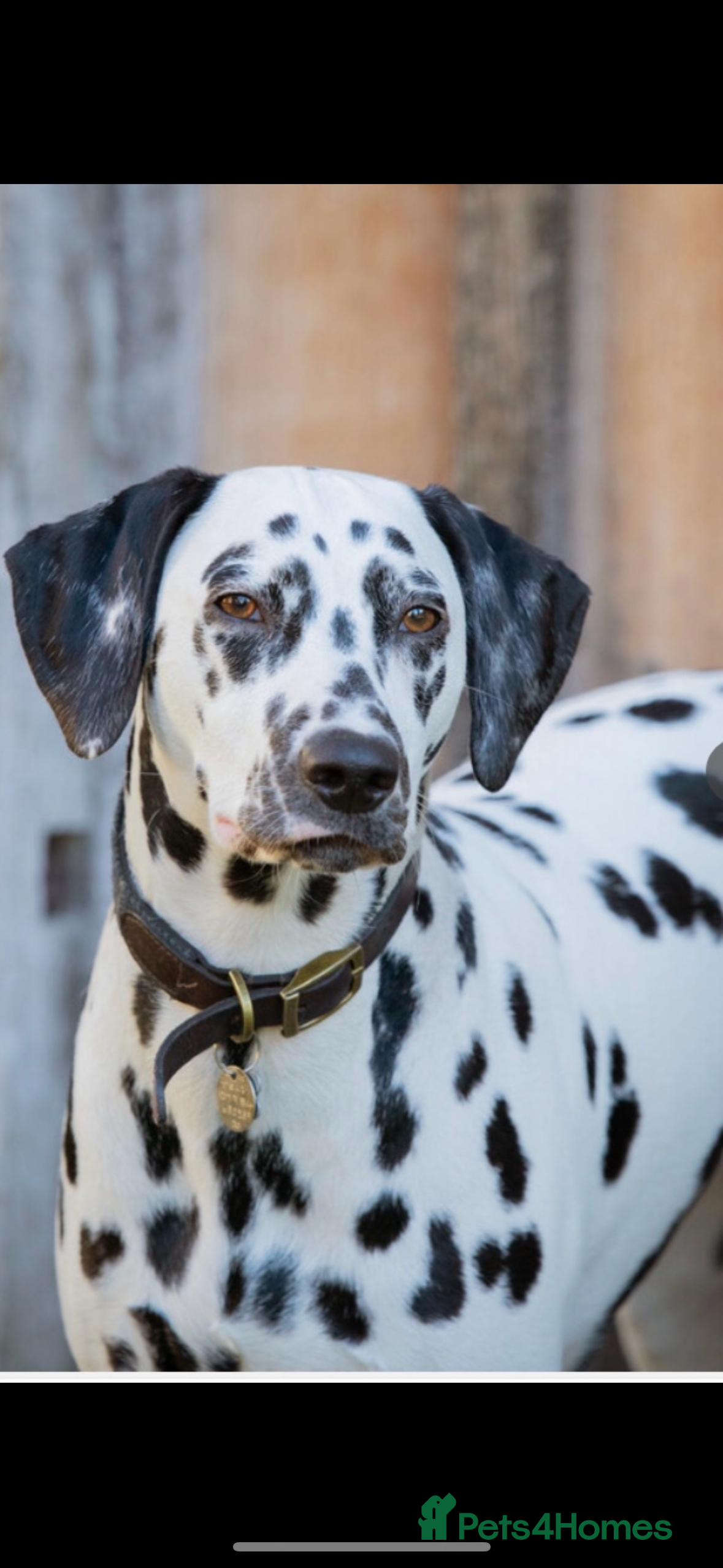 Dalmatian dogs Outstanding champion bred Kc Dalmation puppys - Advert 6
