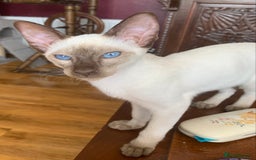 Siamese cats for sale: Male Chocolate Point Siamese  - Image 2
