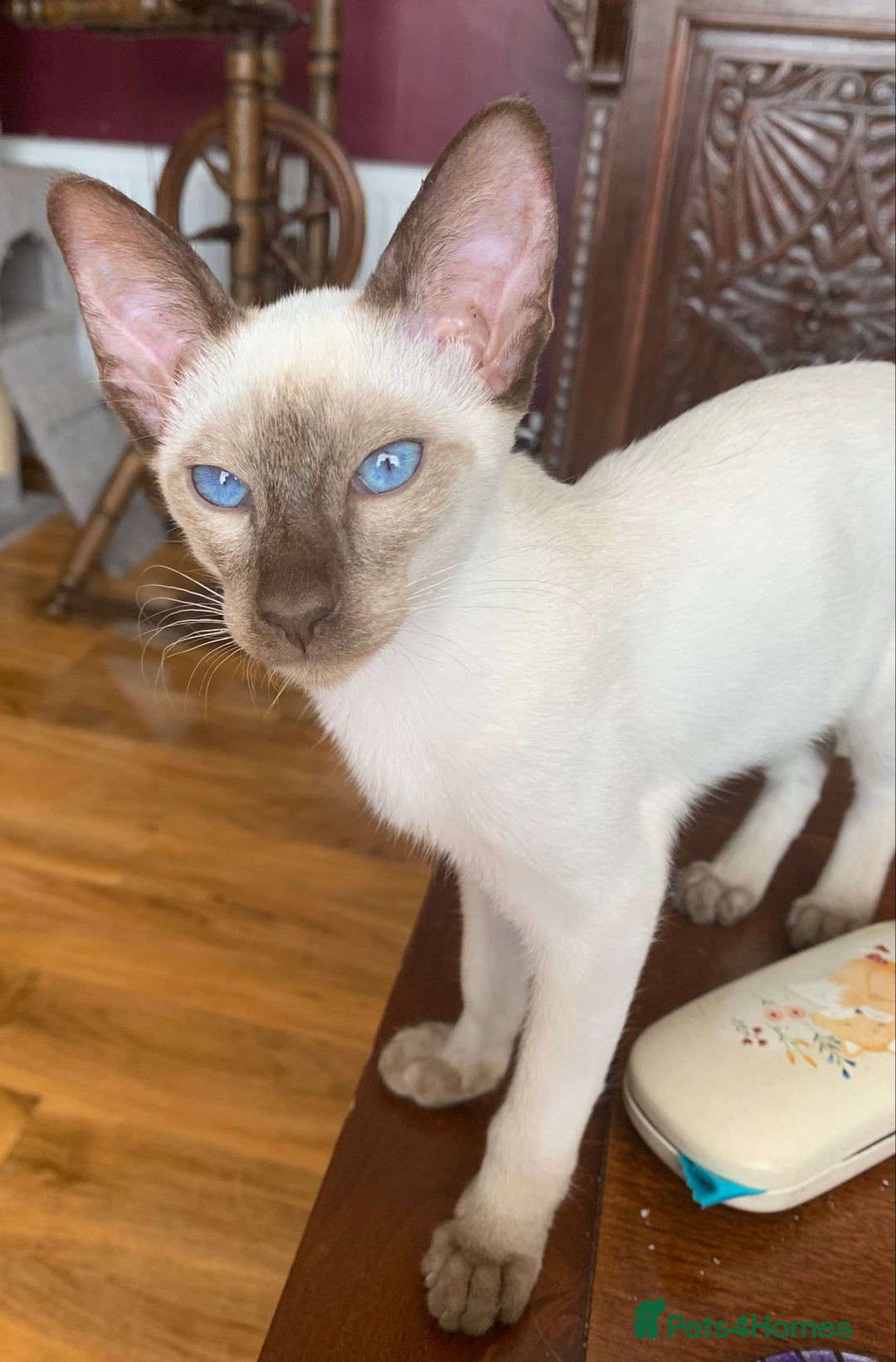 Siamese cats for sale: Male Chocolate Point Siamese  - Image 2