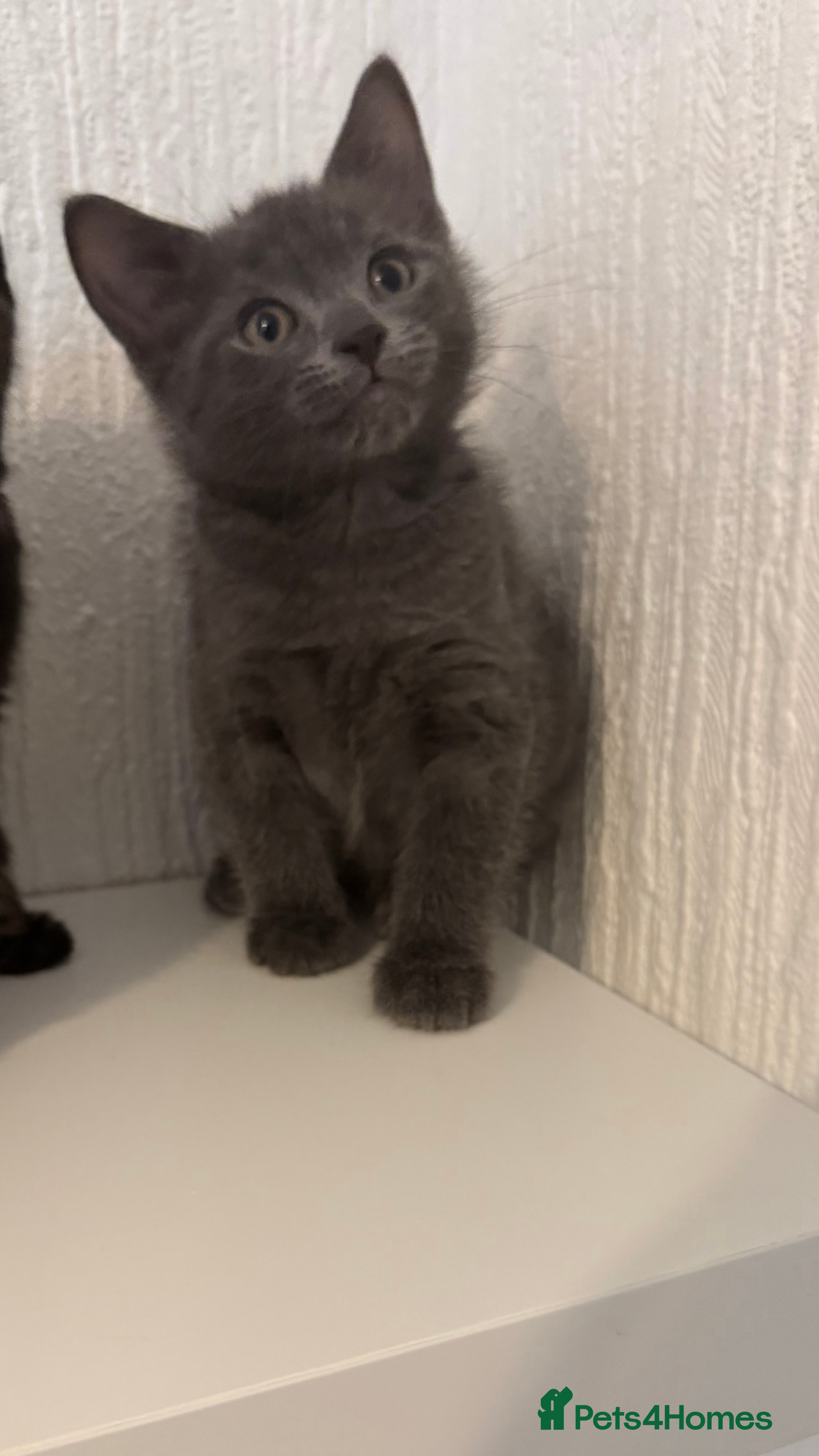 Mixed Breed cats British shorthair x ragdoll  - Advert 1