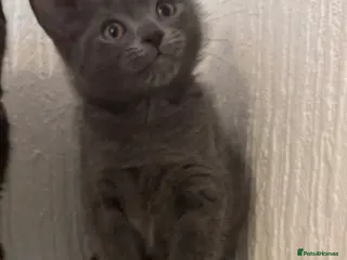 Mixed Breed cats British shorthair x ragdoll - Advert 1