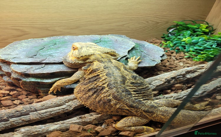 Bearded Dragon reptiles - Advert 11
