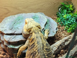 Bearded Dragon reptiles - Advert 13