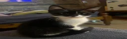 British Shorthair cats for sale: British shorthair male kitten  in Huntingdon - Advert 7