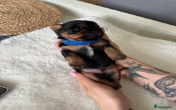 Yorkshire Terrier dogs for sale: ❤️Miniature yorkshire terrier puppies ☘️ - Image 2