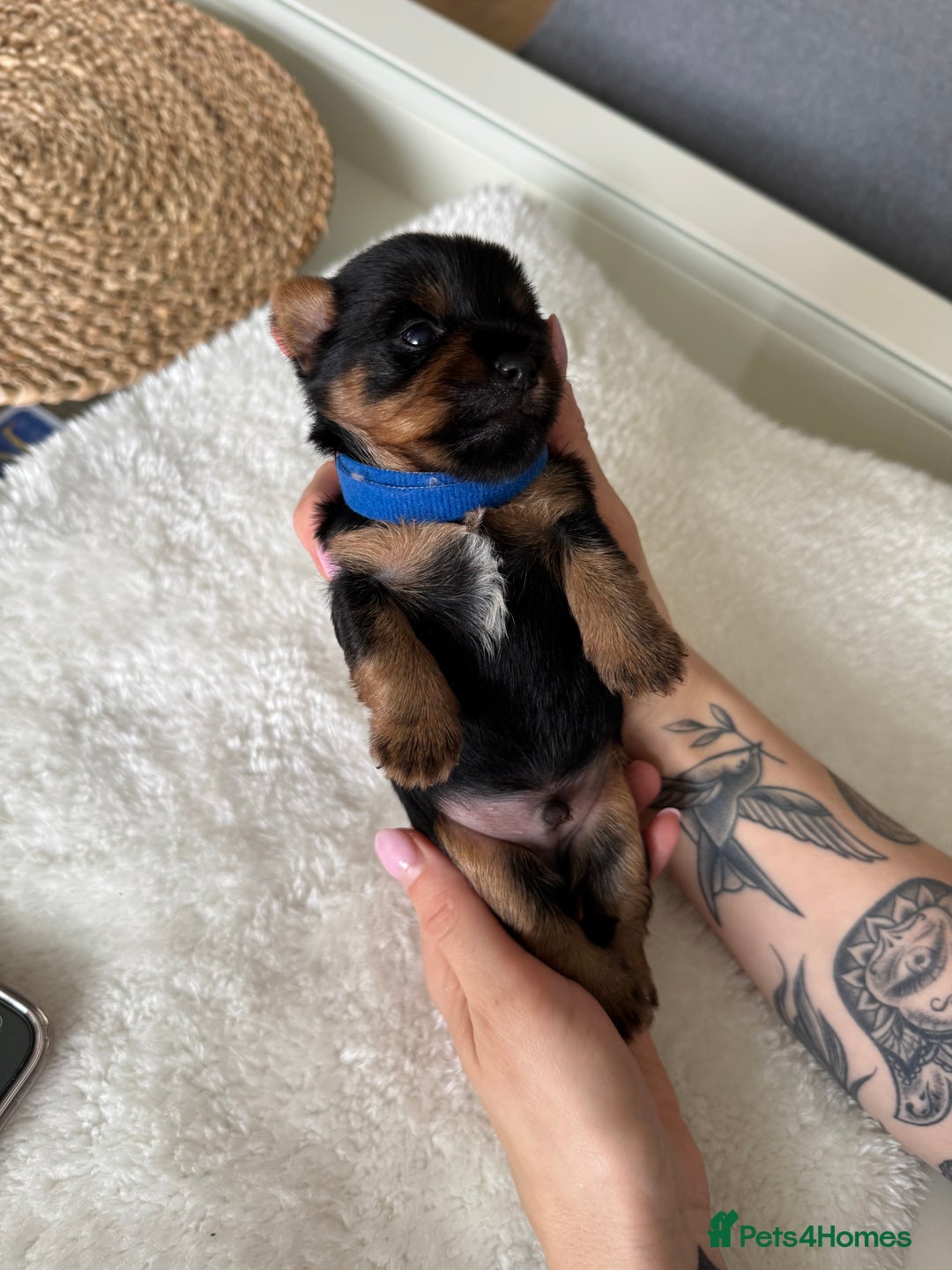 Yorkshire Terrier dogs for sale: ❤️Miniature yorkshire terrier puppies ☘️ - Image 2