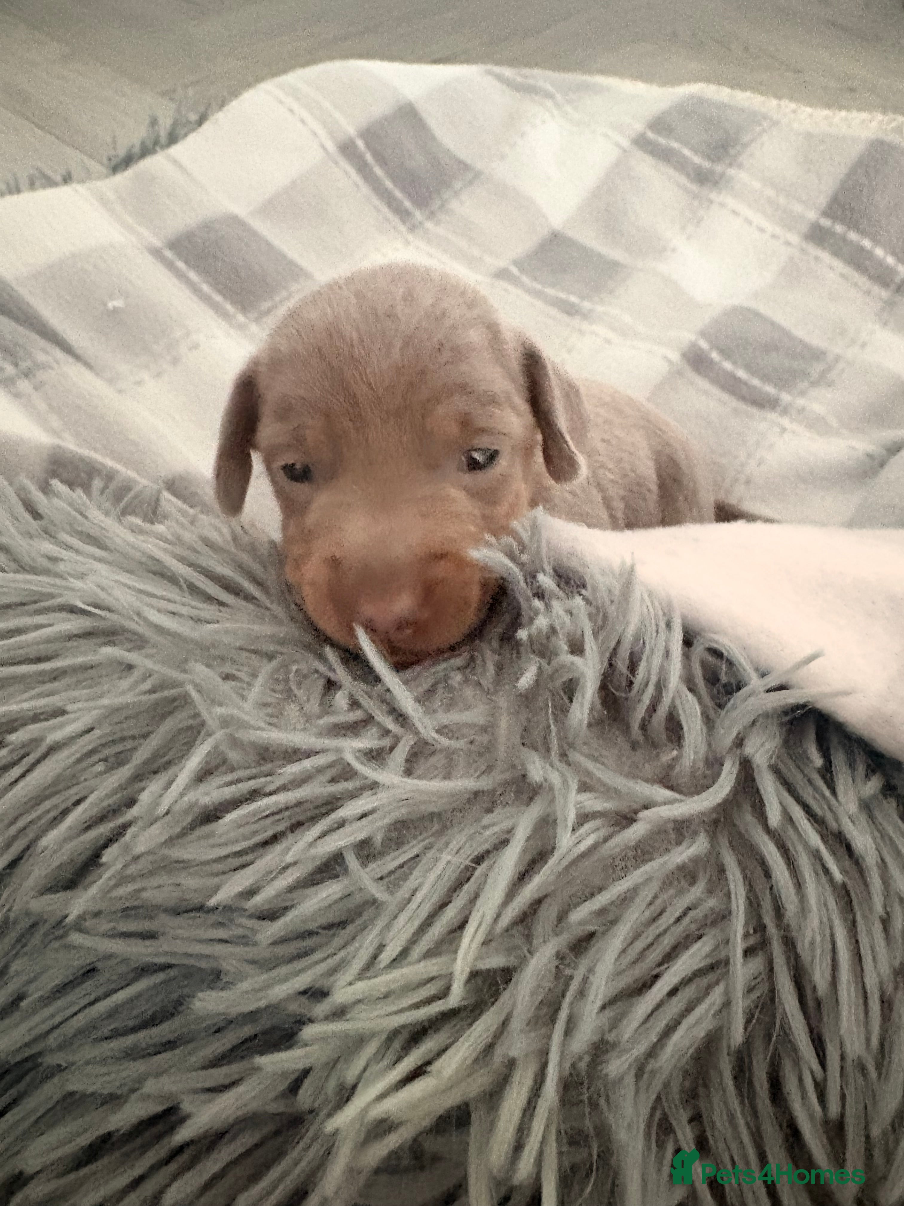 Miniature Dachshund dogs for sale: Blue/tan Isabelle/tan Miniature Dachshund Puppies  - Advert 18