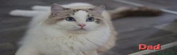 Ragdoll cats for sale: Stunning Ragdoll kitten - Advert 14