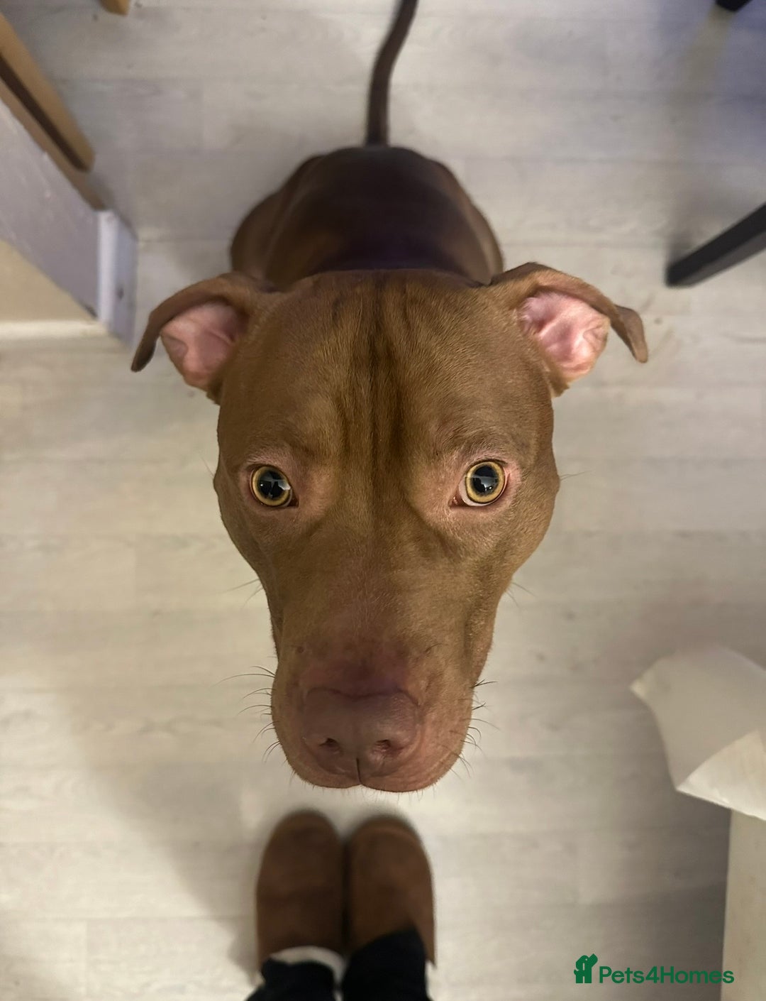 Mixed Breed dogs for sale: STAFFORDSHIRE X AMERICAN BULLY DOG 3YO URGENT - Advert 12