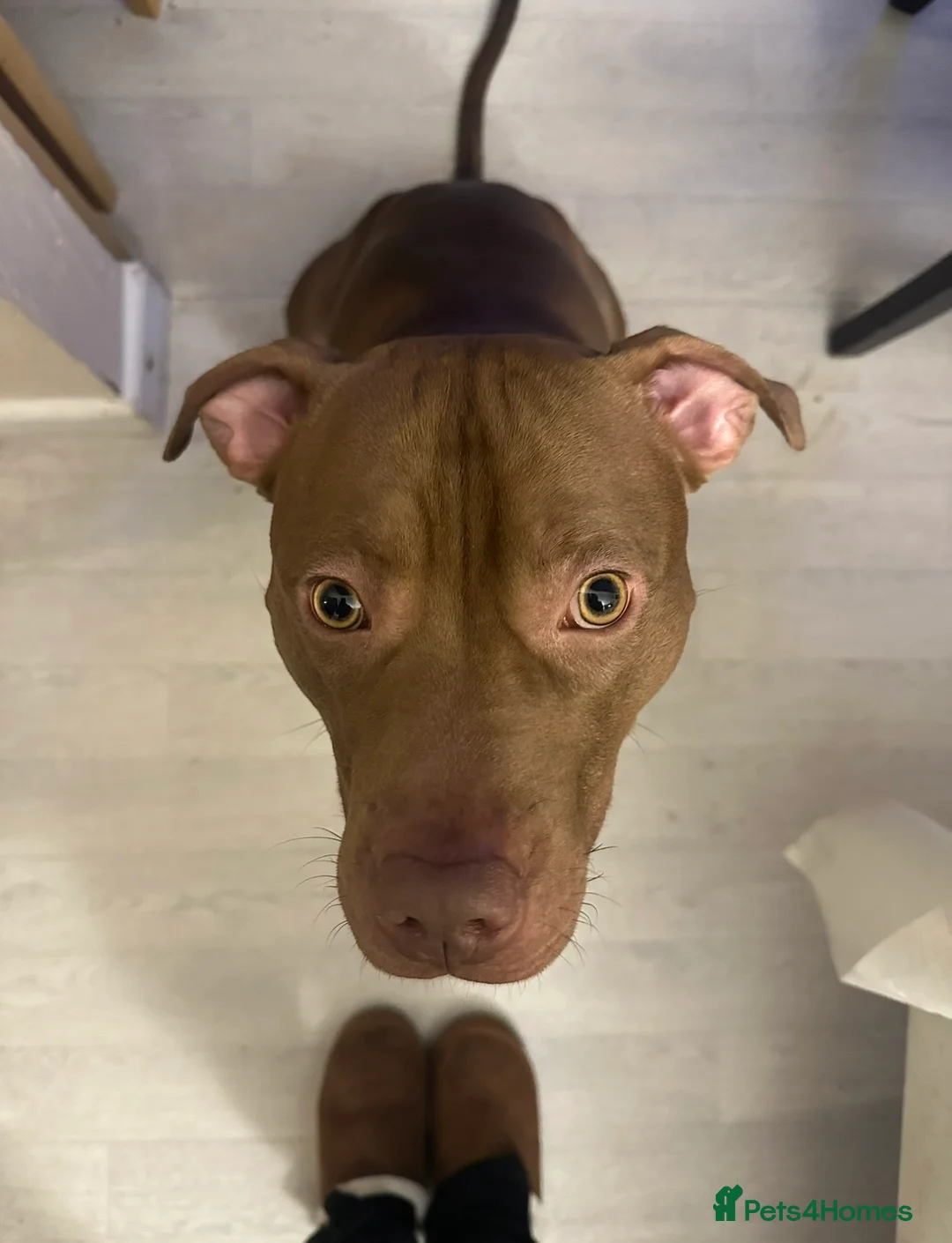 Mixed Breed dogs for sale: STAFFORDSHIRE X AMERICAN BULLY DOG 3YO URGENT - Advert 12