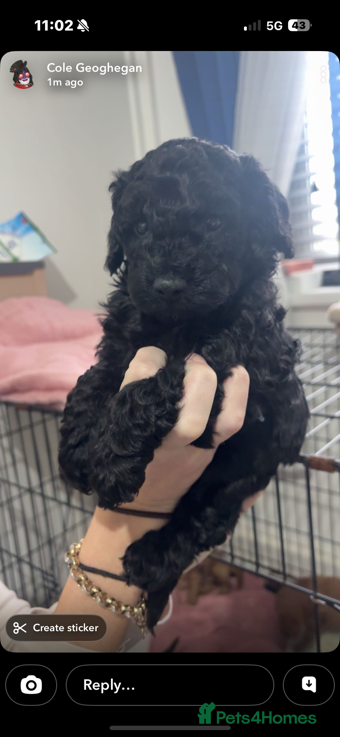 Cockapoo dogs for sale: Beautiful f1b cockapoo  - Advert 10