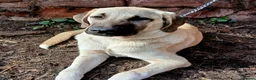 Turkish Kangal dogs for sale: LAST TURKISH KANGAL PUPPY! - Advert 2