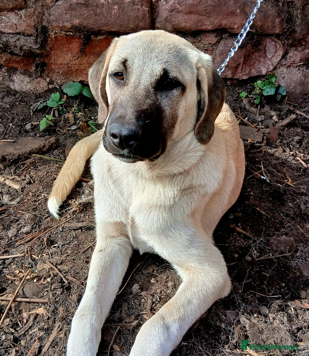 Turkish Kangal dogs for sale: LAST TURKISH KANGAL PUPPY! - Advert 2