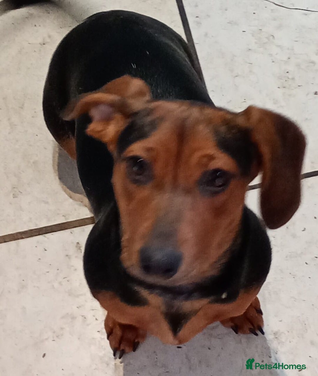 Dachshund dogs for sale: 4 lovely dachshund for sale  - Image 6