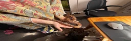 Boa Snake reptiles for sale: Brazilian Rainbow Boa and glass terrarium - Advert 11