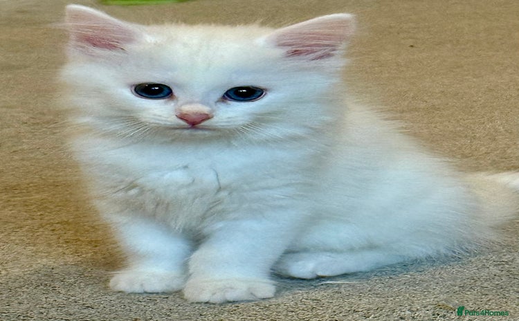 Ragdoll cats - Advert 3