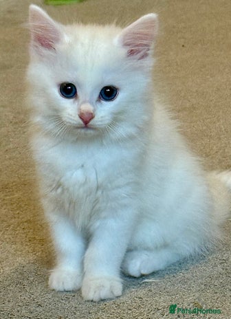 Ragdoll cats - Advert 3