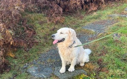 Golden Retriever dogs for stud: Zeus  - Advert 6