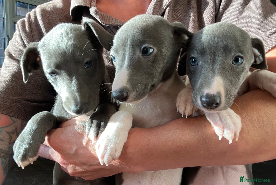 Whippet dogs for sale: Stunning blue bred whippet pups - Image 4