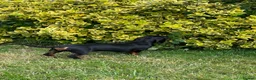 Miniature Dachshund dogs for sale: KC MINI DACHSHUND BLACK TAN GIRLS - Advert 6