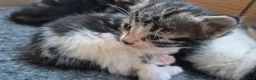 Mixed Breed cats for sale: Amazing family kittens - Advert 22