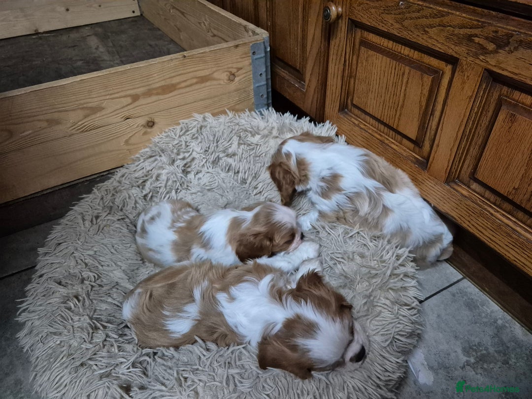 Cavalier King Charles Spaniel dogs for sale: Blenheim Cavalier King Charles spaniel puppies  - Image 10