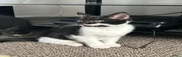 British Shorthair cats for sale: Cute British shorthair Kittens  - Advert 14