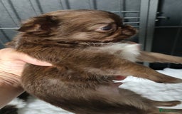Chihuahua dogs for sale: Only one beautiful boy left,he's totally stunning  - Image 29