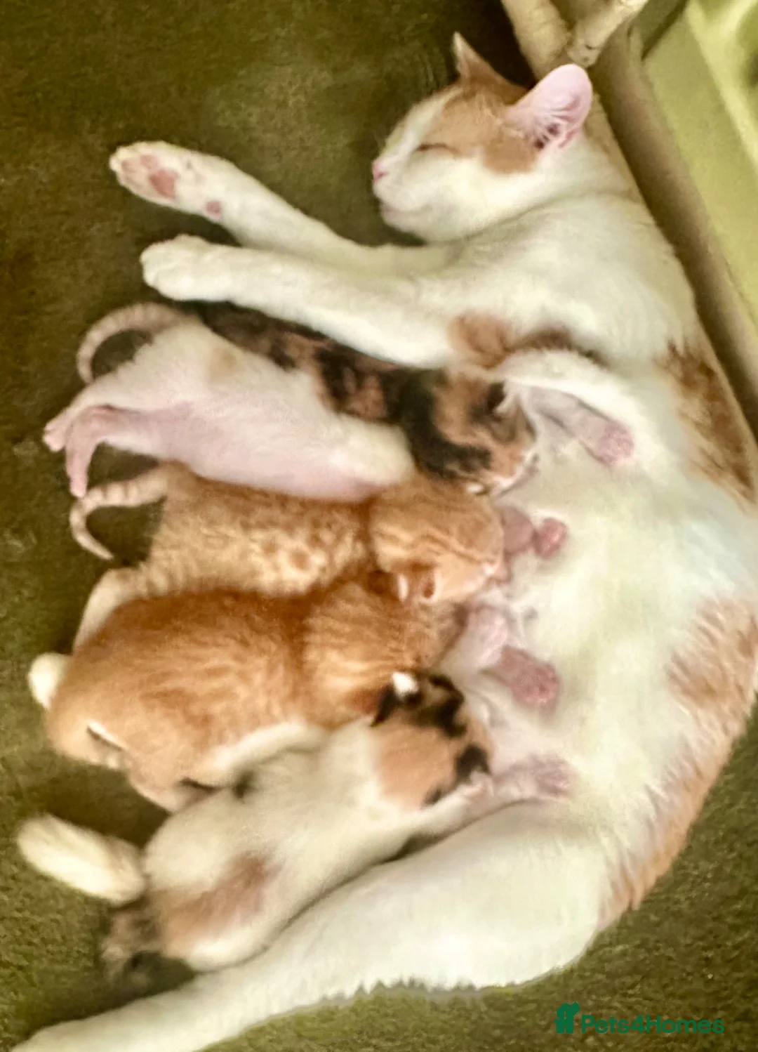 Mixed Breed cats for sale: Star has had a lovely litter of 5! - Advert 1