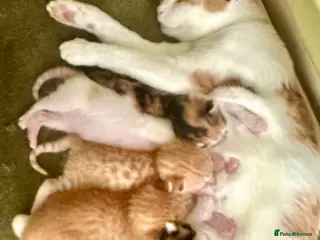 Mixed Breed cats Star has had a lovely litter of 5! - Advert 2