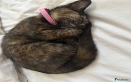 British Shorthair cats for sale: Kitten for sale - Image 6