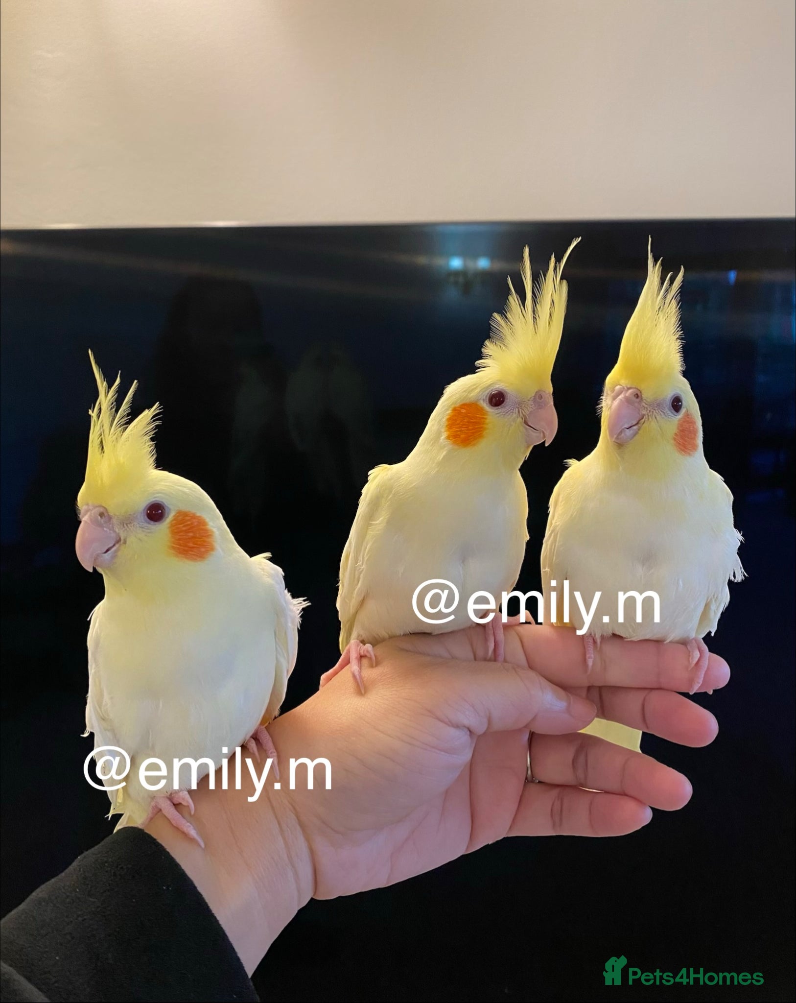 Cockatiels birds Silly Tame Hand Reared Baby Cockatiels  - Advert 7