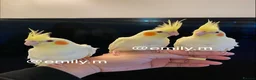 Cockatiels birds for sale: (Only One Left) Silly Tame Hand Reared Babies  - Advert 2