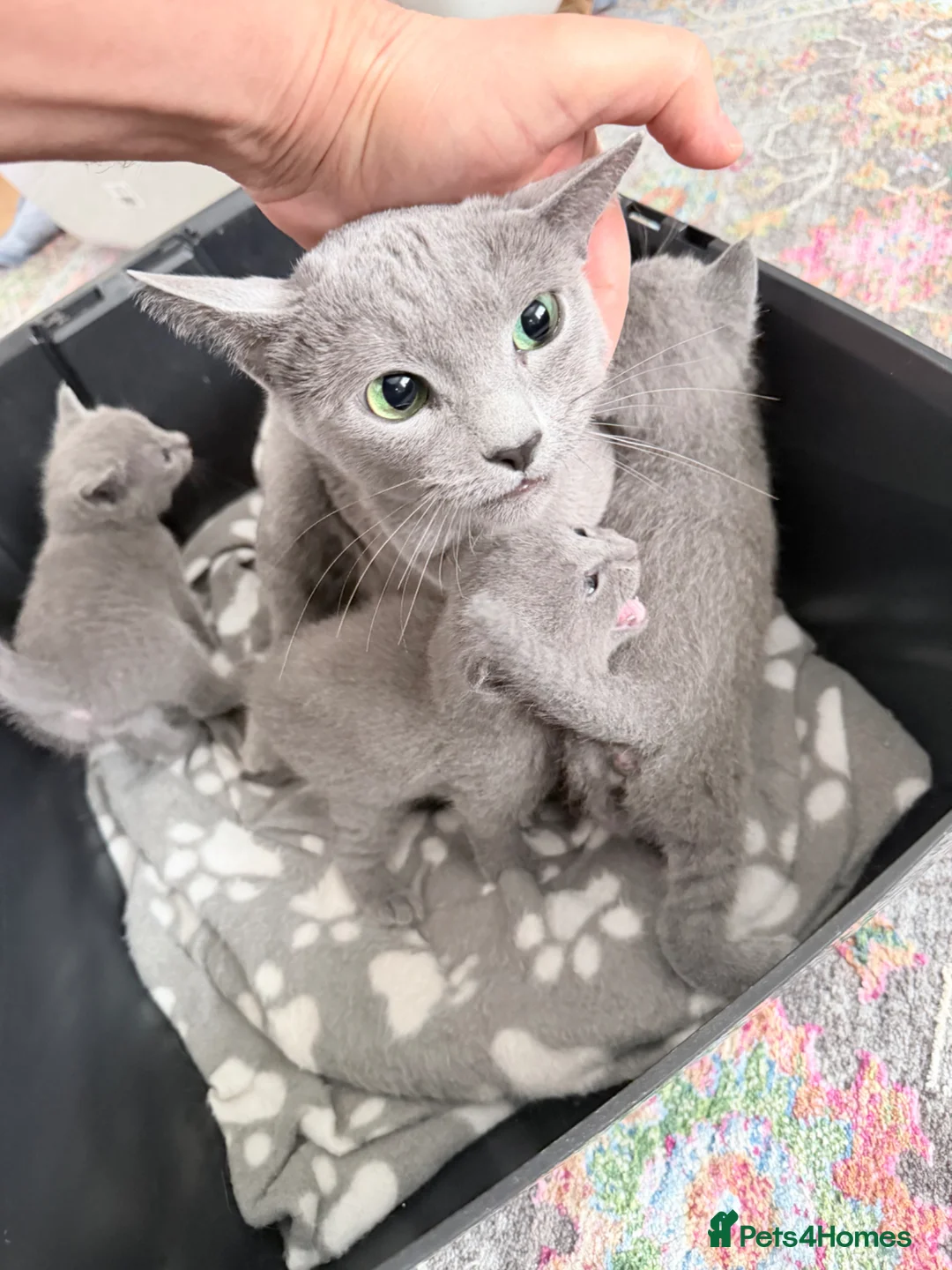 Russian Blue cats for sale: Adorable Russian blue kitten champion bloodline - Advert 2
