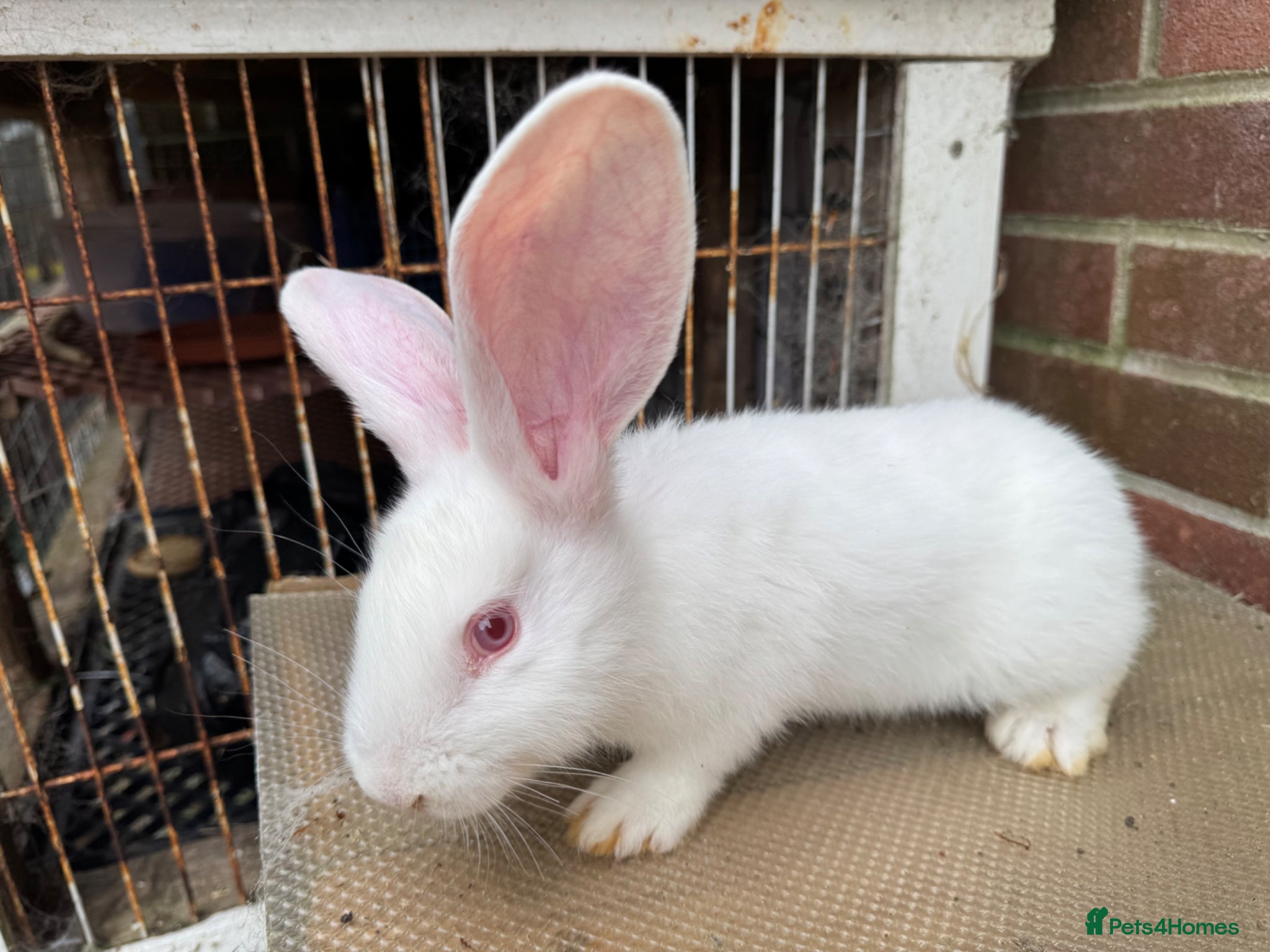 Mixed Breed rabbits Giant rabbit babies  - Advert 2