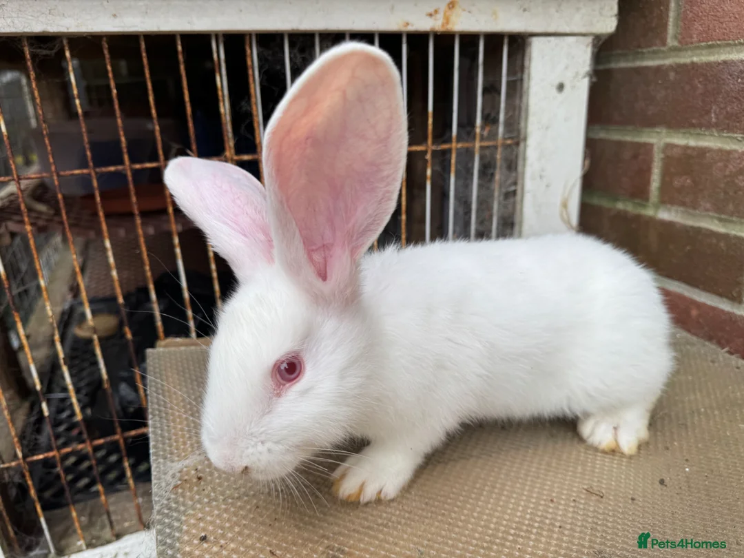 Mixed Breed rabbits for sale: Giant rabbit babies  - Advert 2