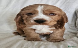 Cocker Spaniel dogs for sale: Cocker Spaniel Puppies Show Type - Image 1