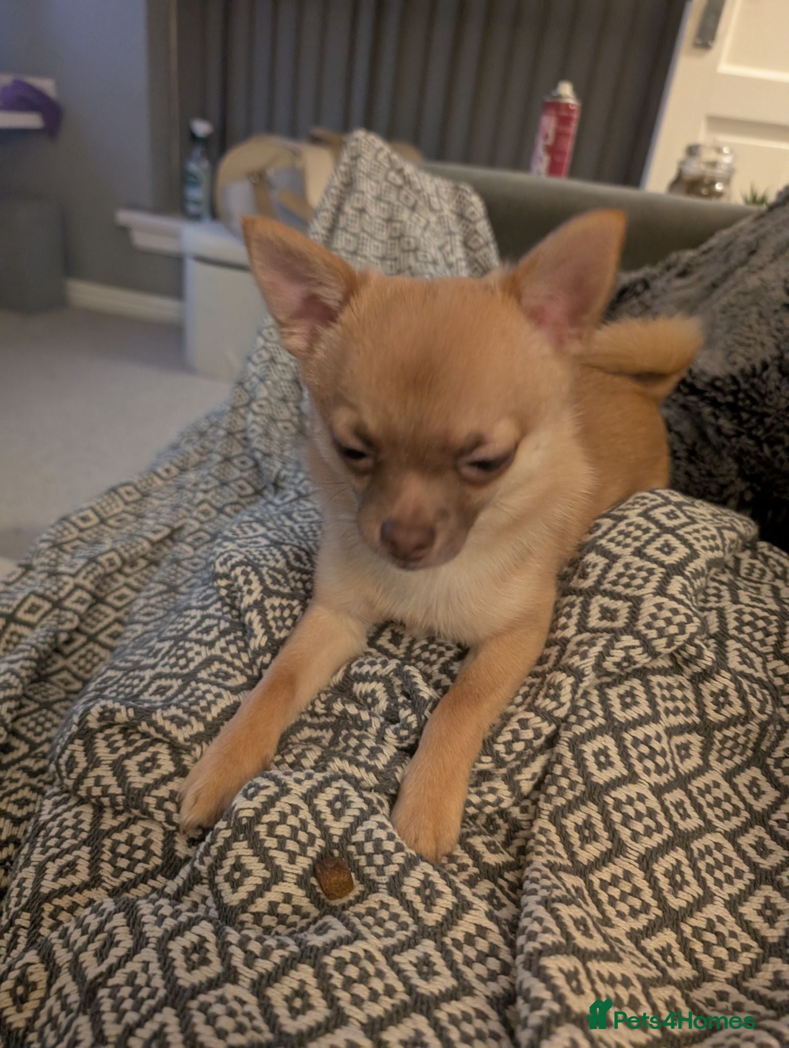 Pomchi dogs 11 month old boy pomchi. Clever little boy!   - Advert 1